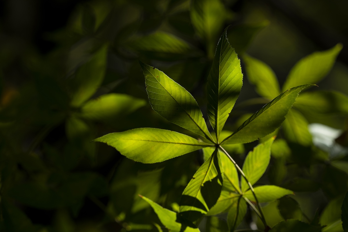 A Buckeye leaf illuminated against the shadow of the Buckeye tree.