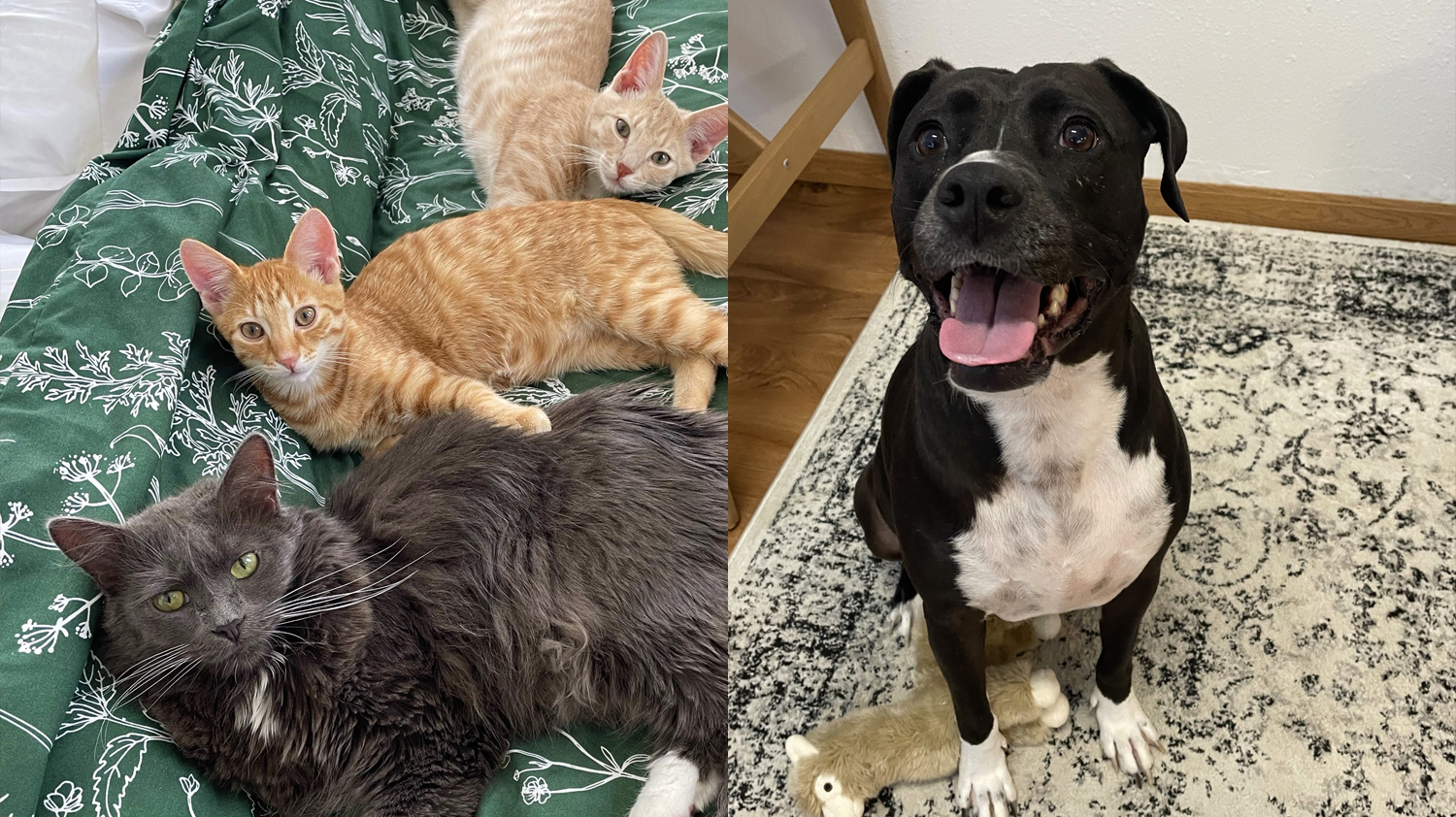 three cats and a dog