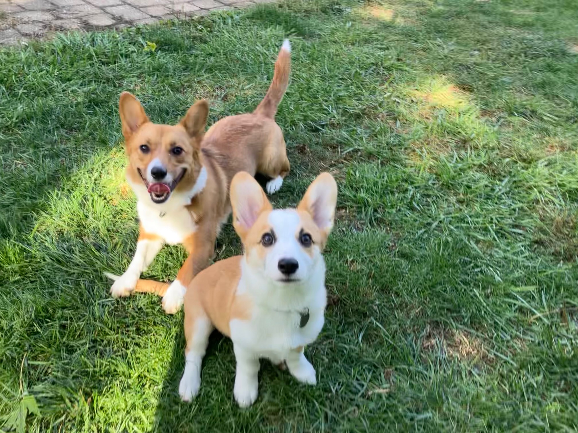 two dogs