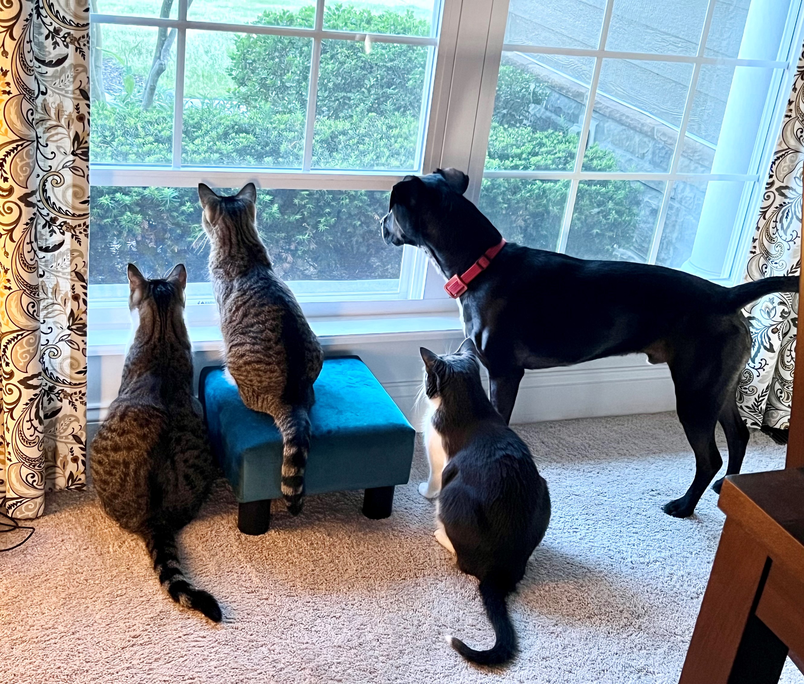 three cats and a dog