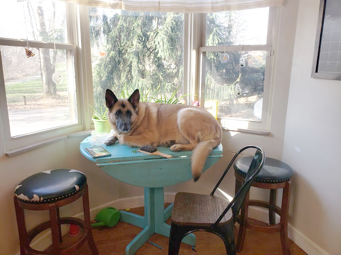 dog lying on a table