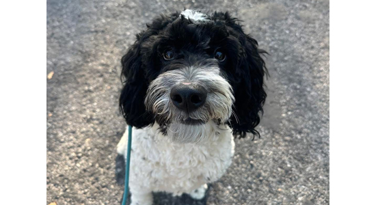 Black and white dog sitting