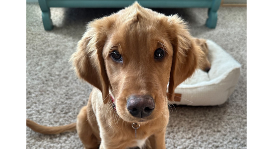 Brown dog sitting on carpet