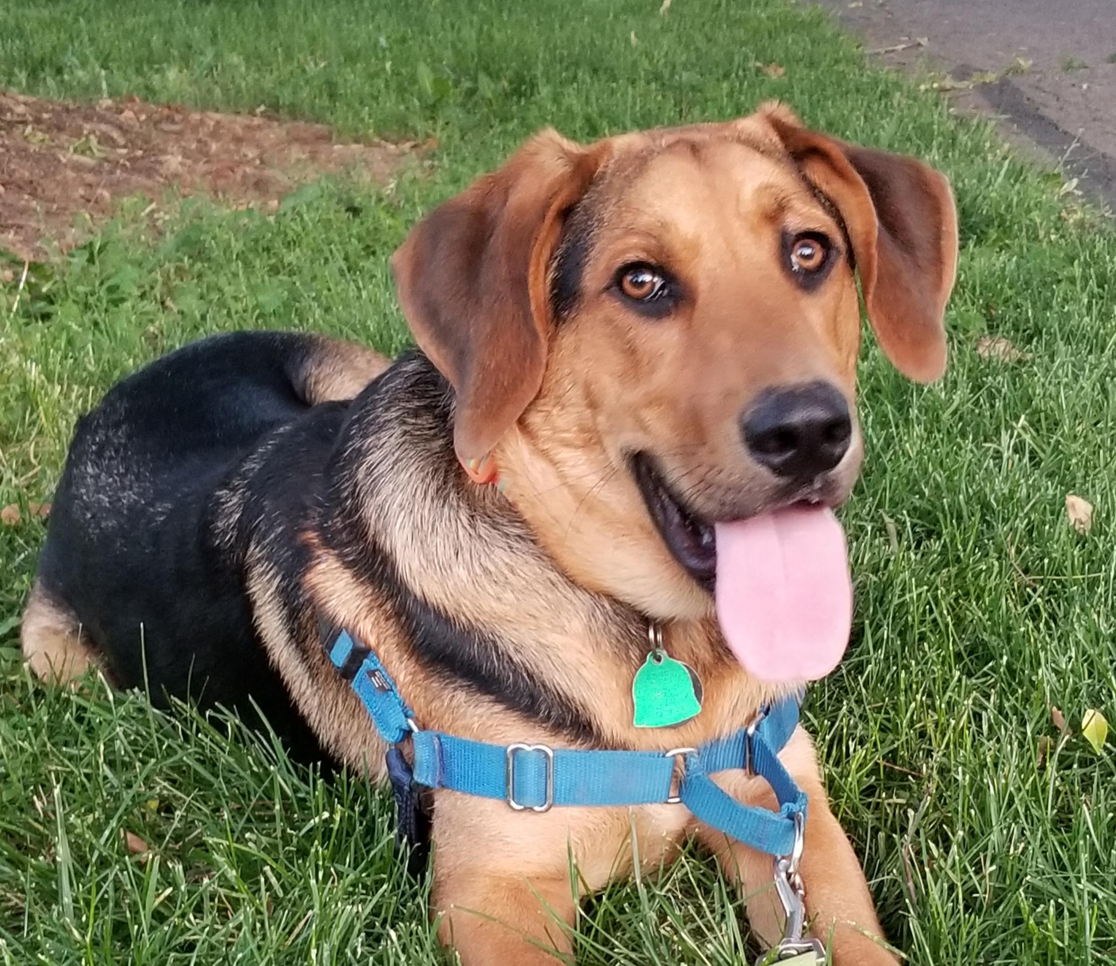 dog lying in the grass with tongue out