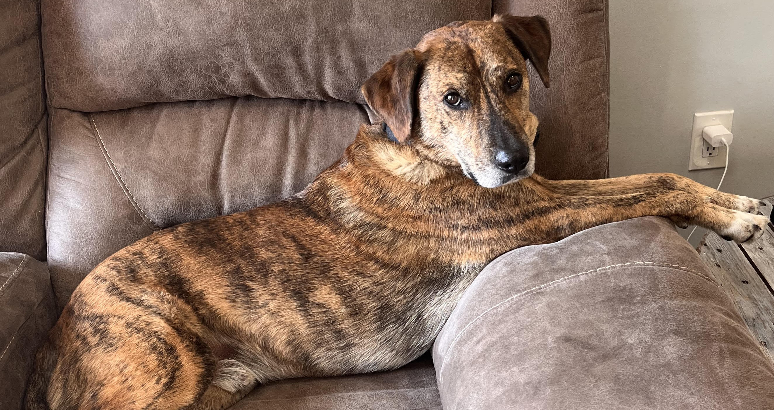 dog lying with paws rested on the arm of a chair