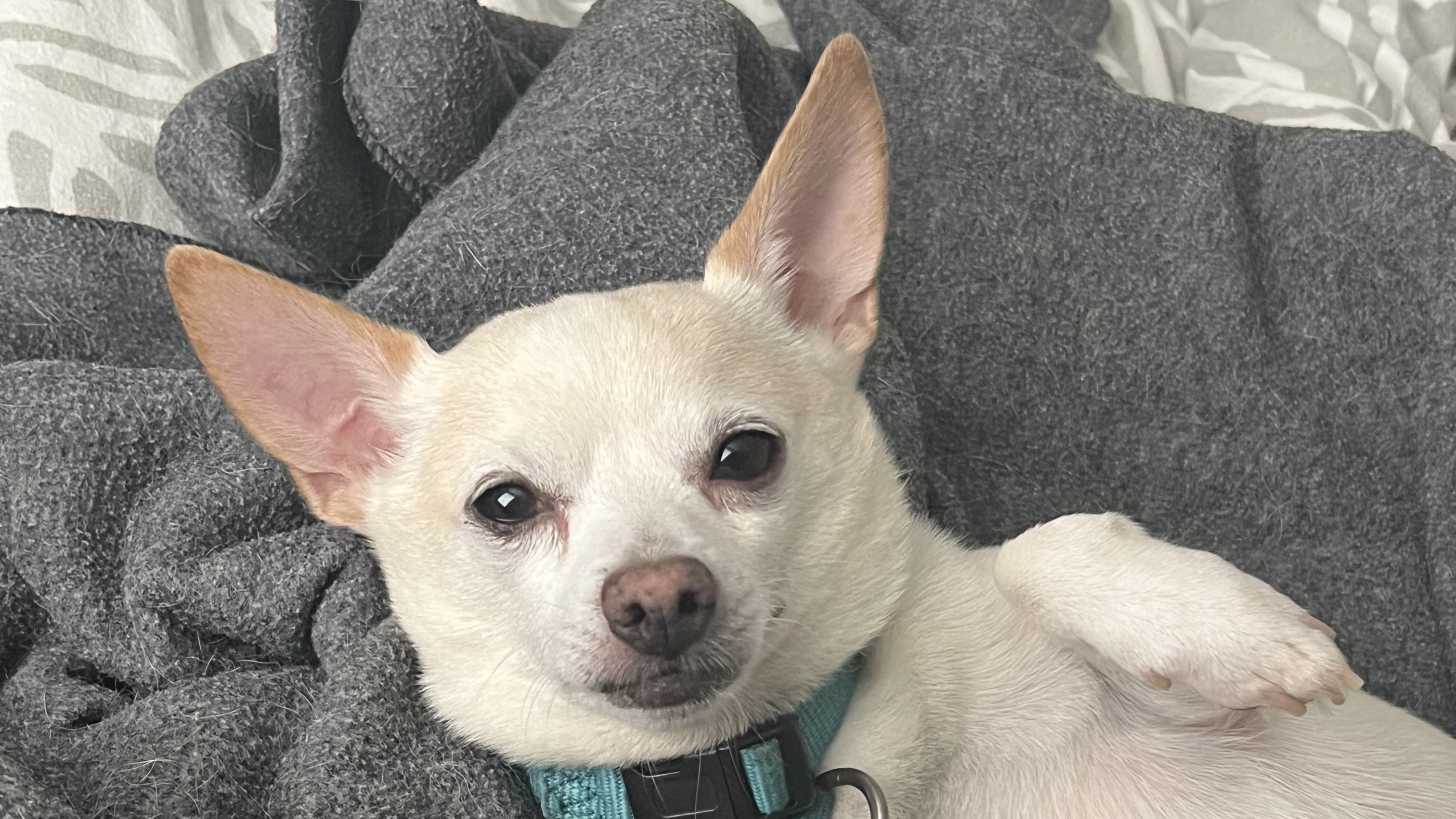 white dog lying on its back