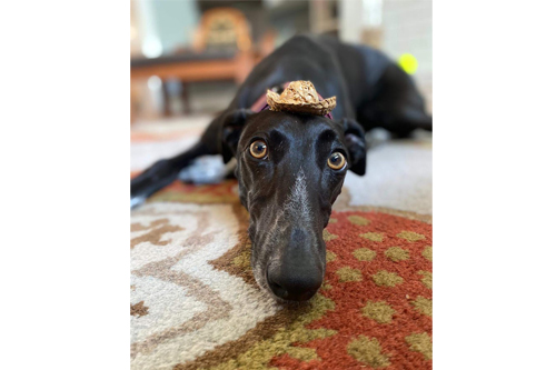 black dog lying on a rug