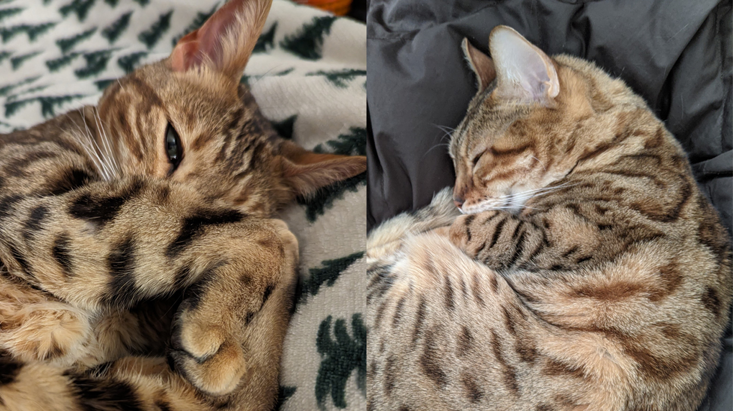 two cats curled up in the fetal position