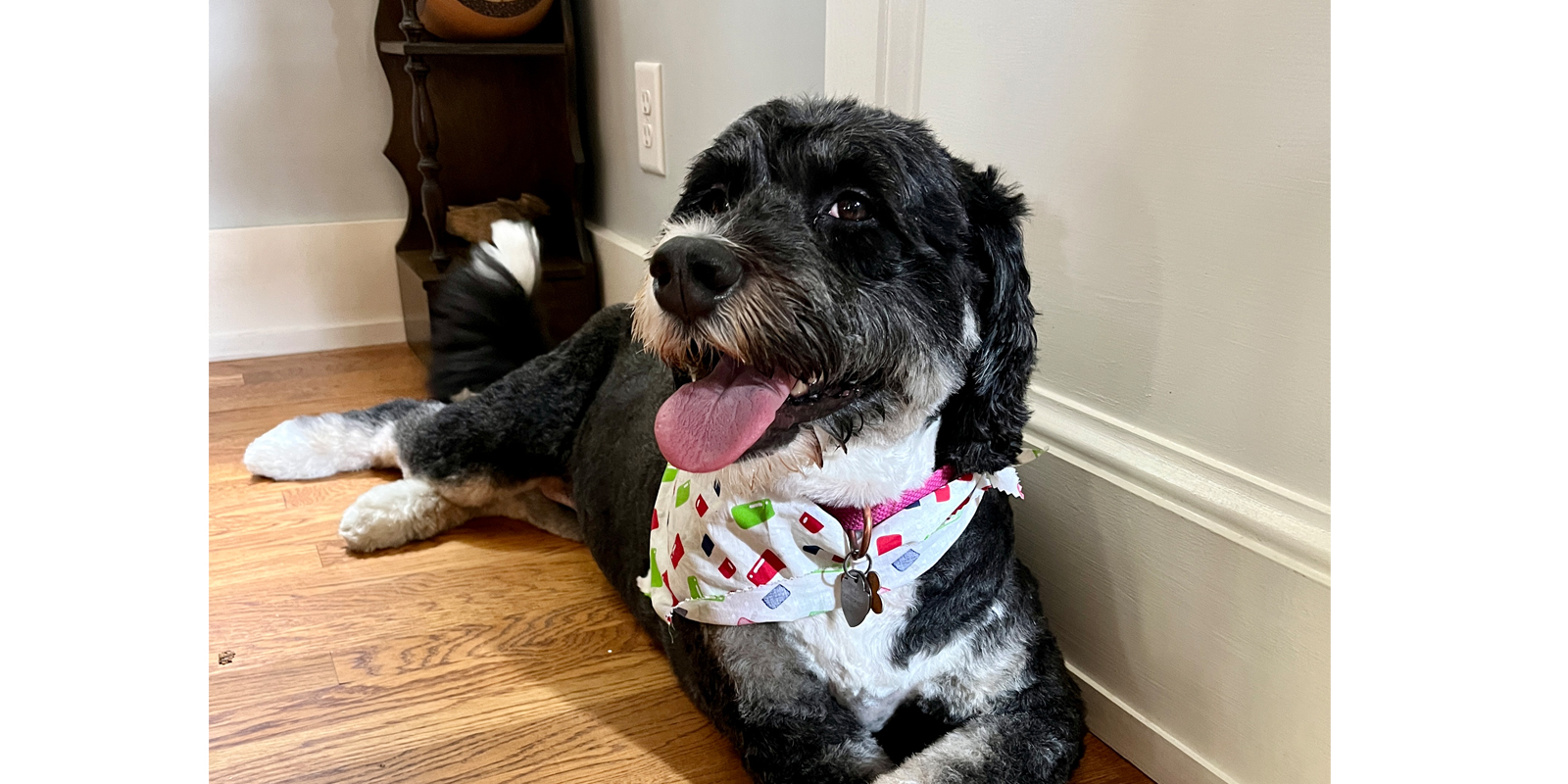 black dog wearing a bandana scarf