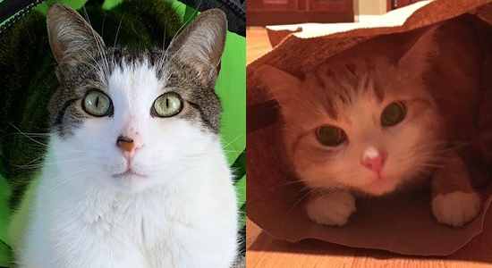side-by-side images of cats
