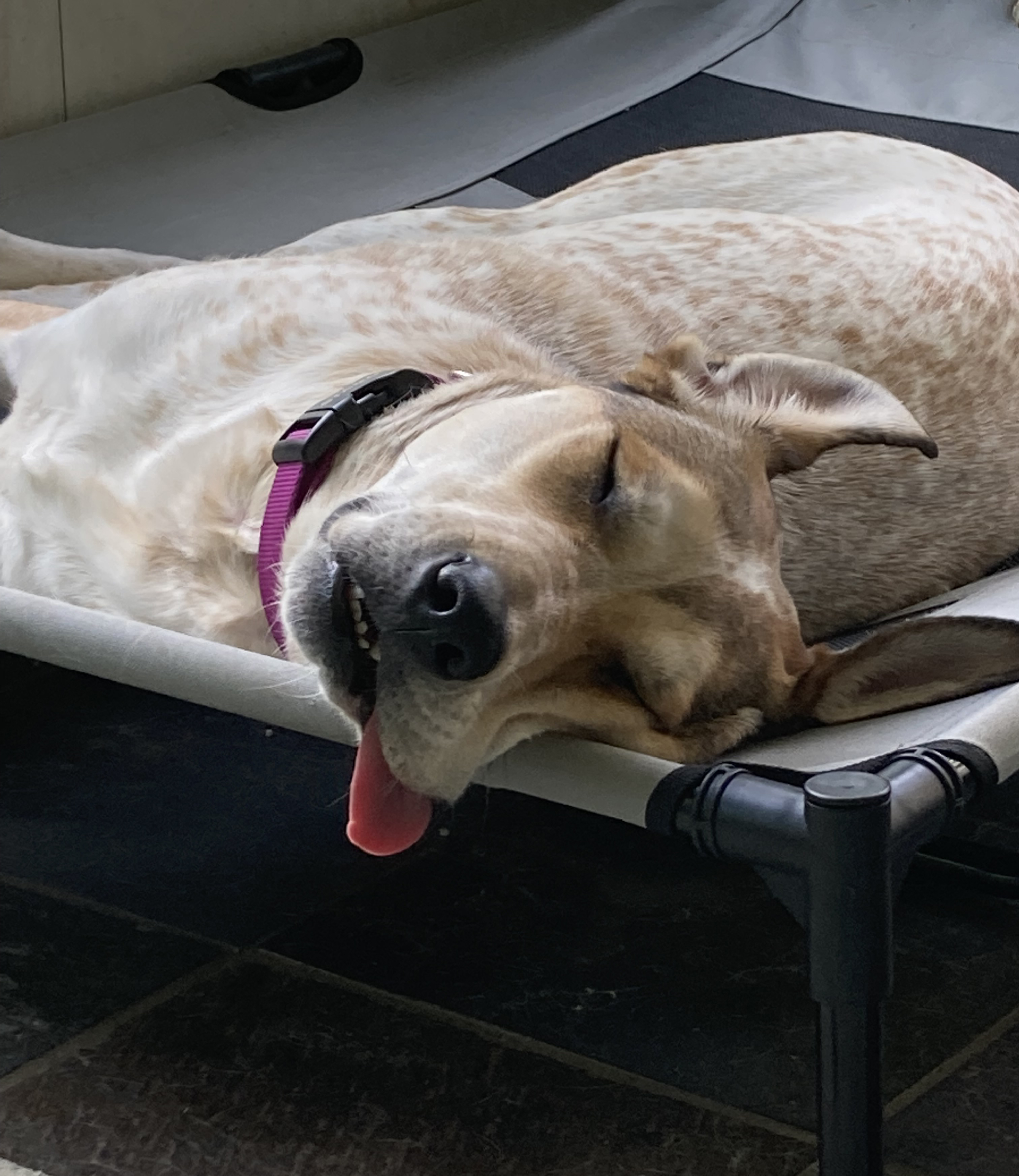dog sleeping on its side with tongue hanging out