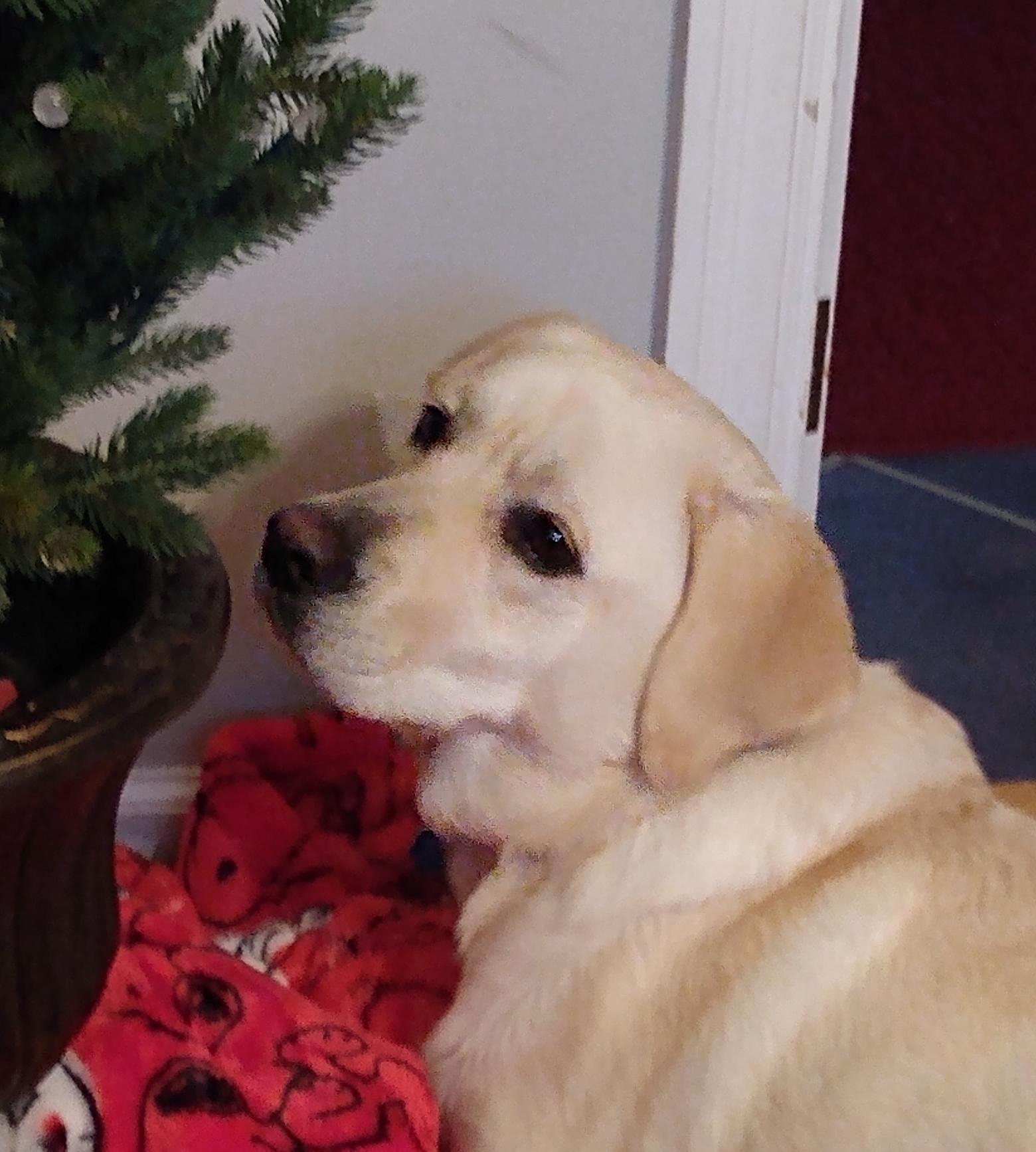 dog lying on red blanket