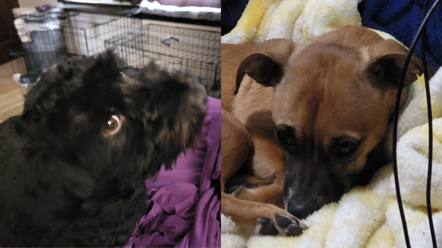 two dogs