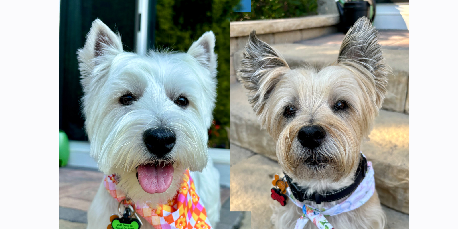Two small dogs
