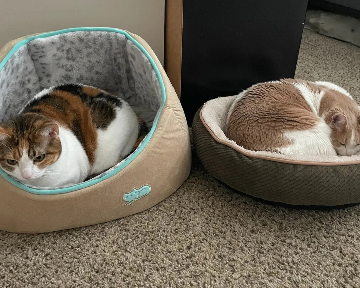 Two cats sleeping in their cat beds