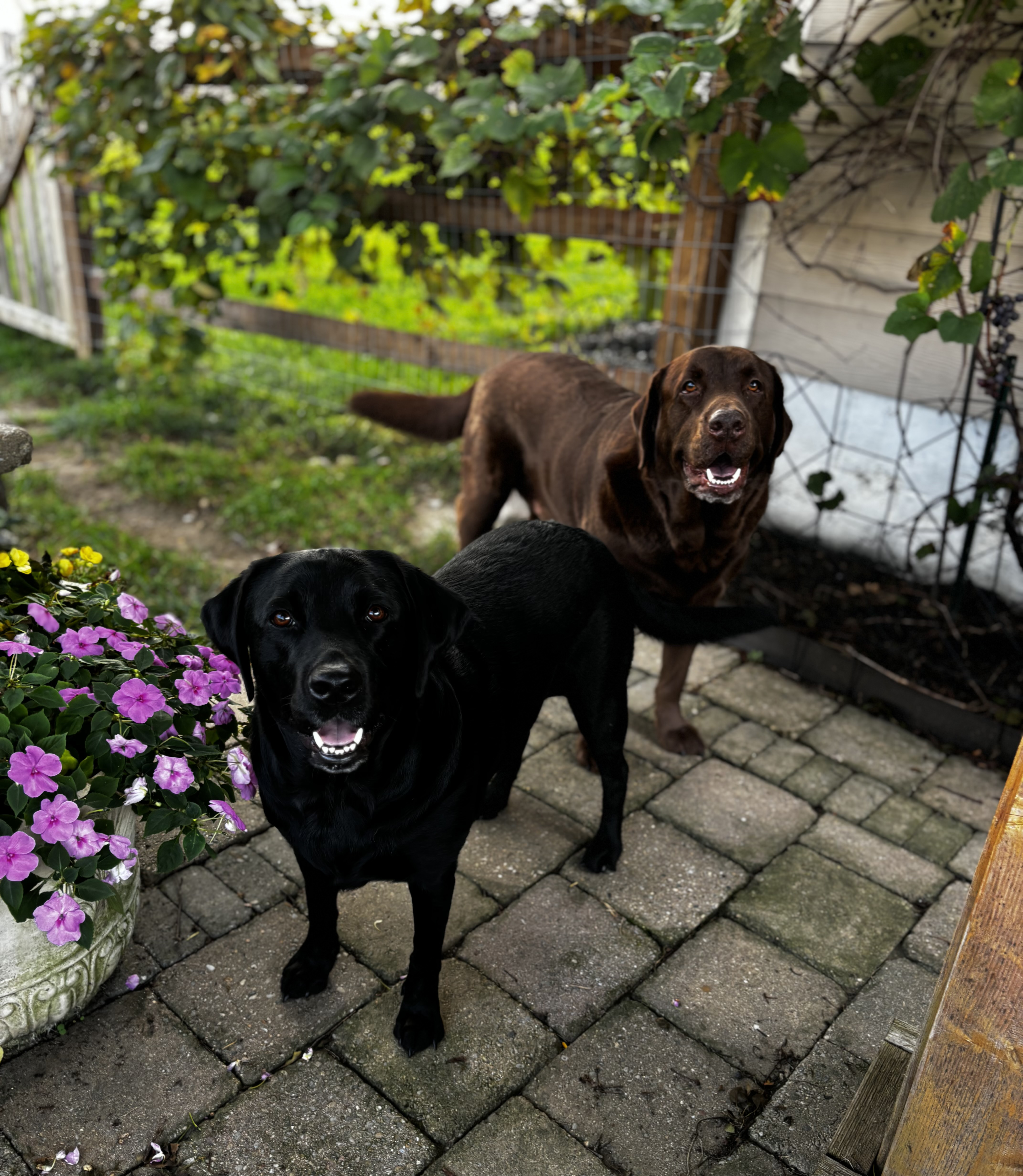 two dogs, one in the foreground and one in the background