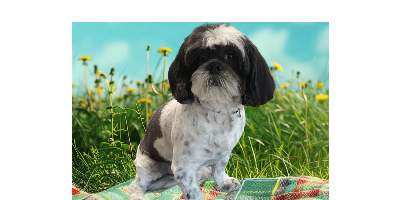 small dog in front of grass background
