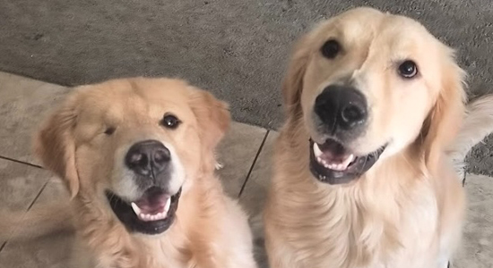 Two golden retrievers sitting next to each other