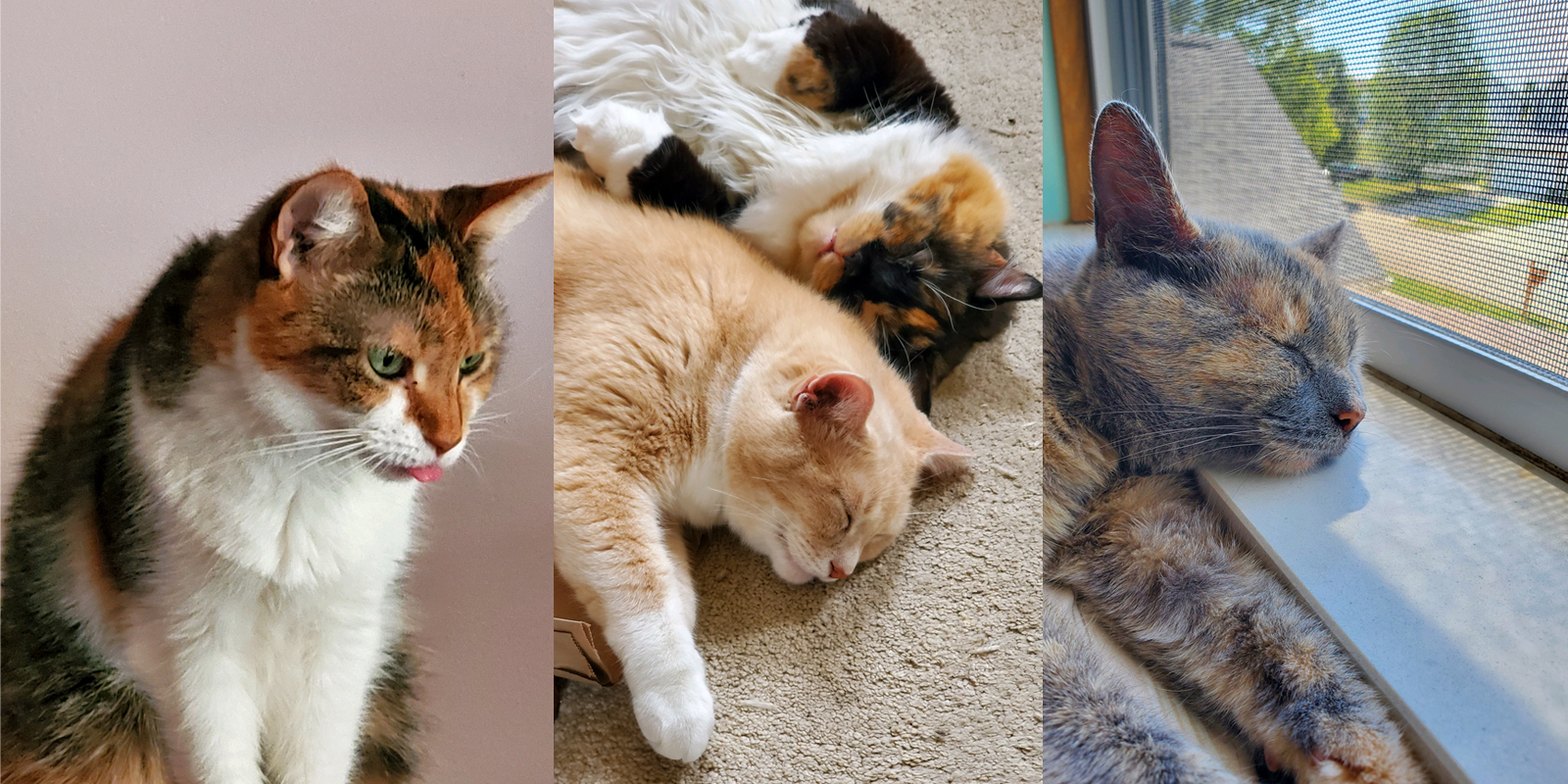 Four cats