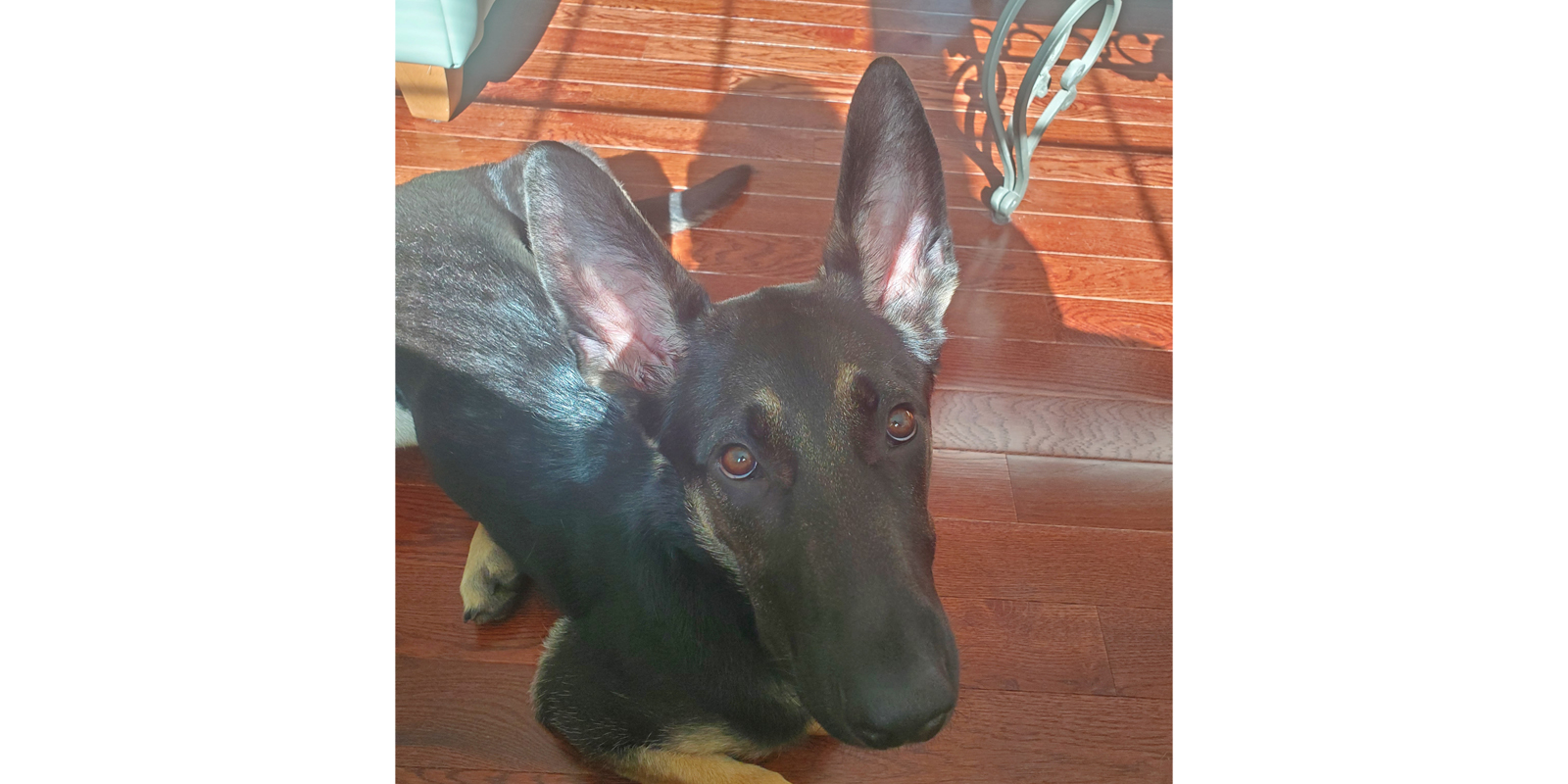 dog with large ears