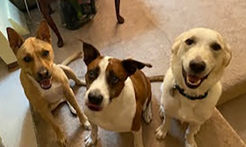 three dogs sitting next to each other