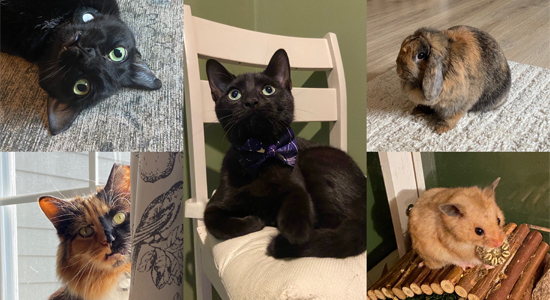 a collage of five pet photos