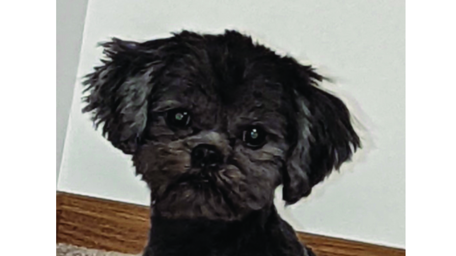 little black dog