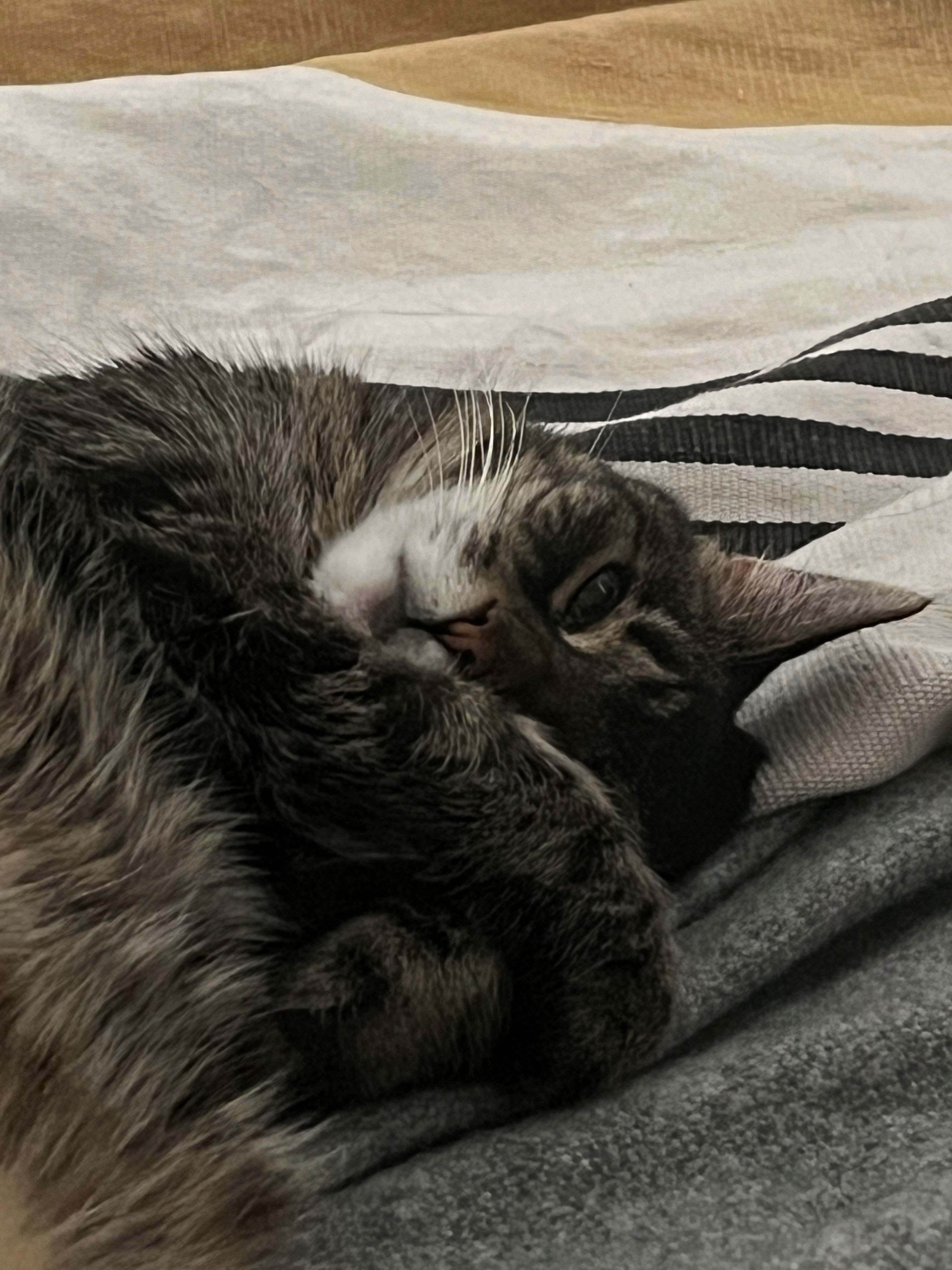 small cat lying down