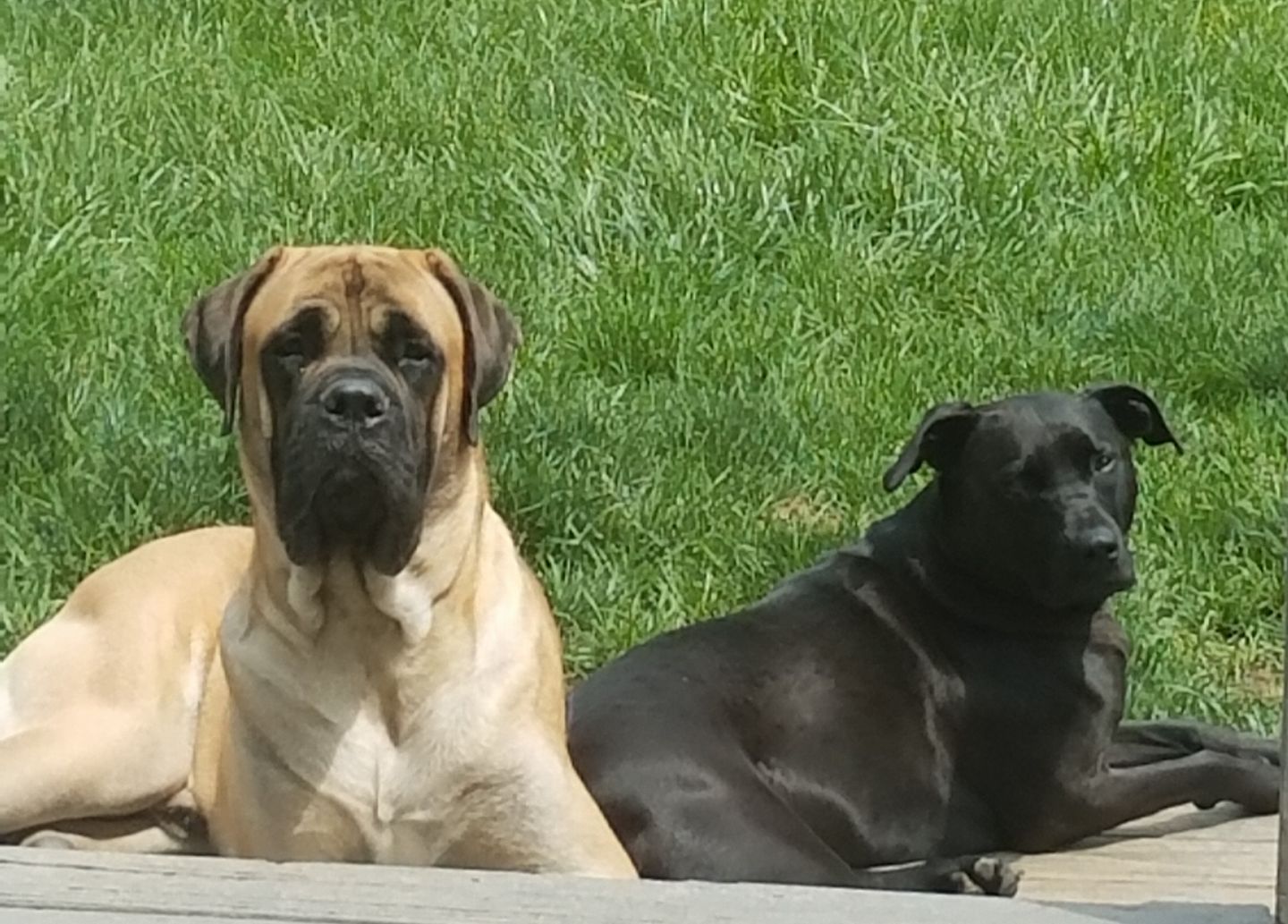 two dogs lying next to each other