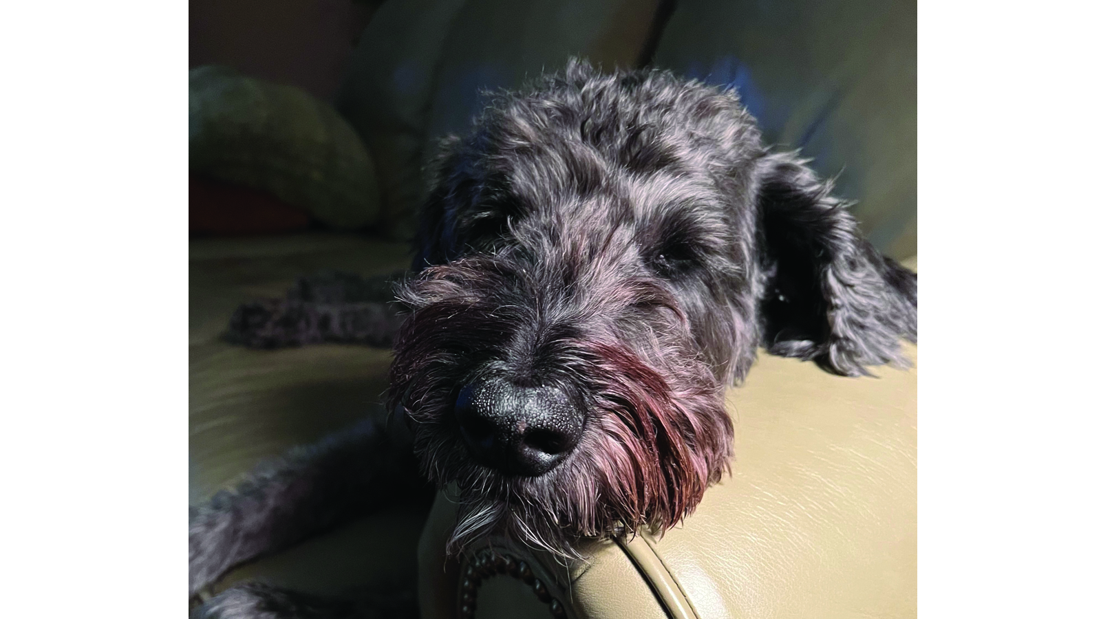 close up of a dog's face