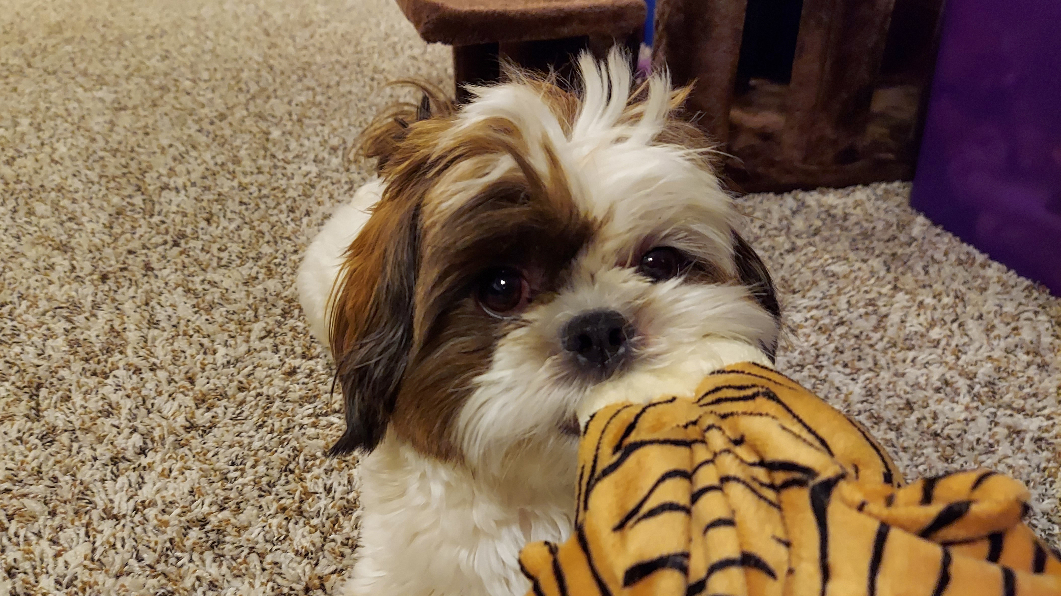 small dog chewing on a blanket