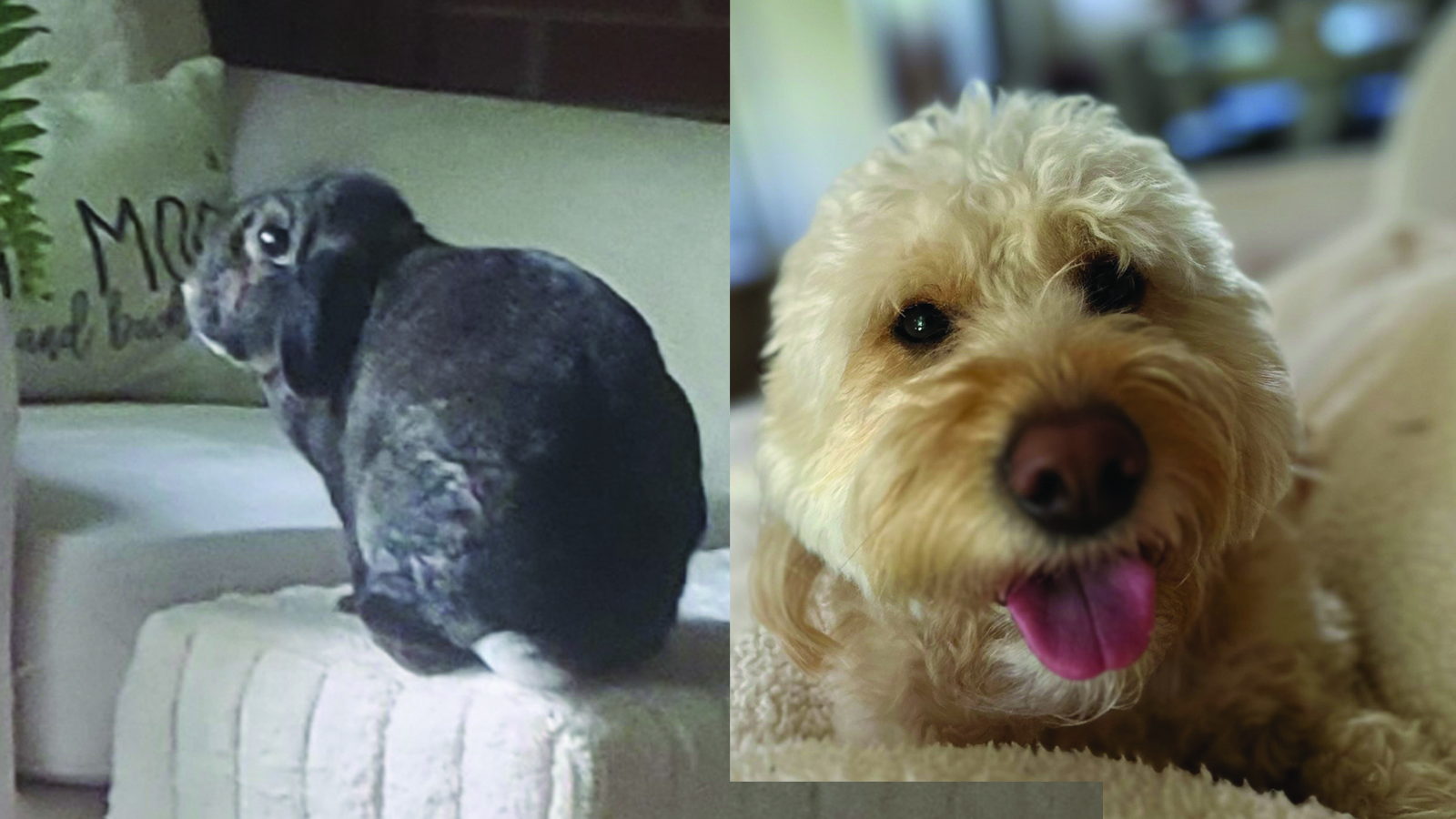rabbit on the left and dog on the right