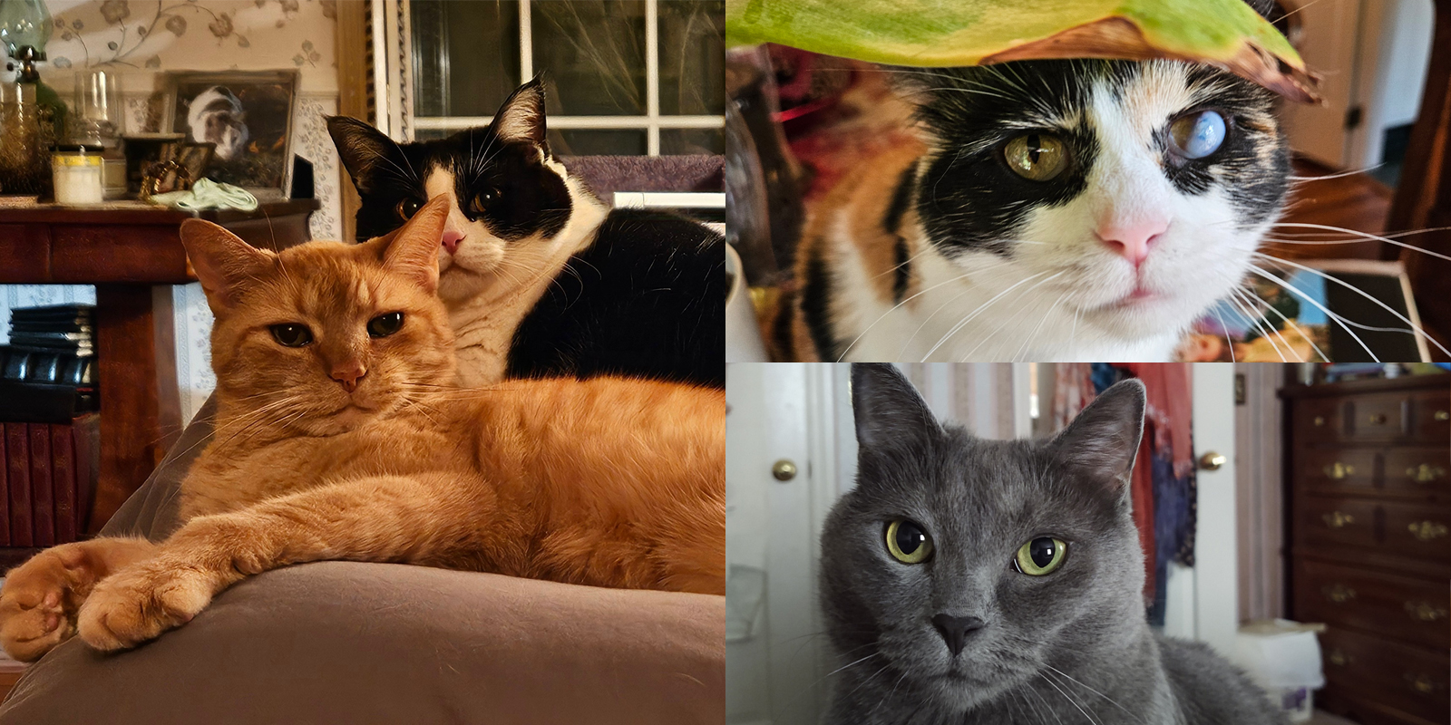 collage of three cats