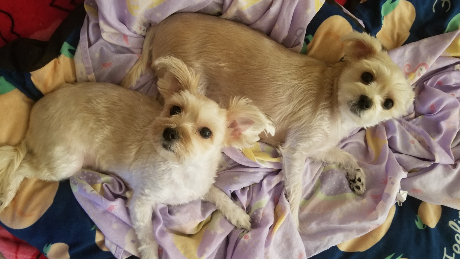 Two identical looking dogs lying on a blanket