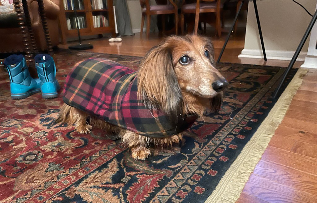 Short dog wearing a plaid coat