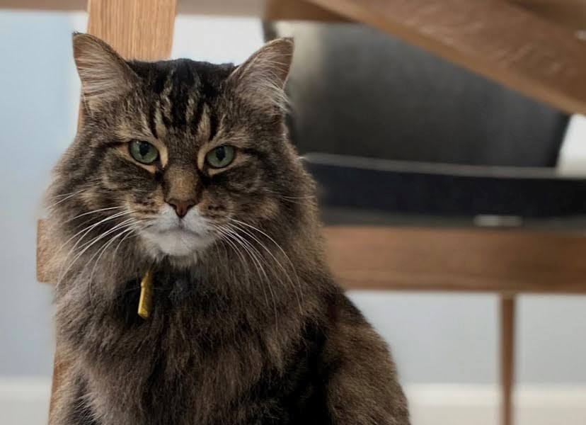 cat