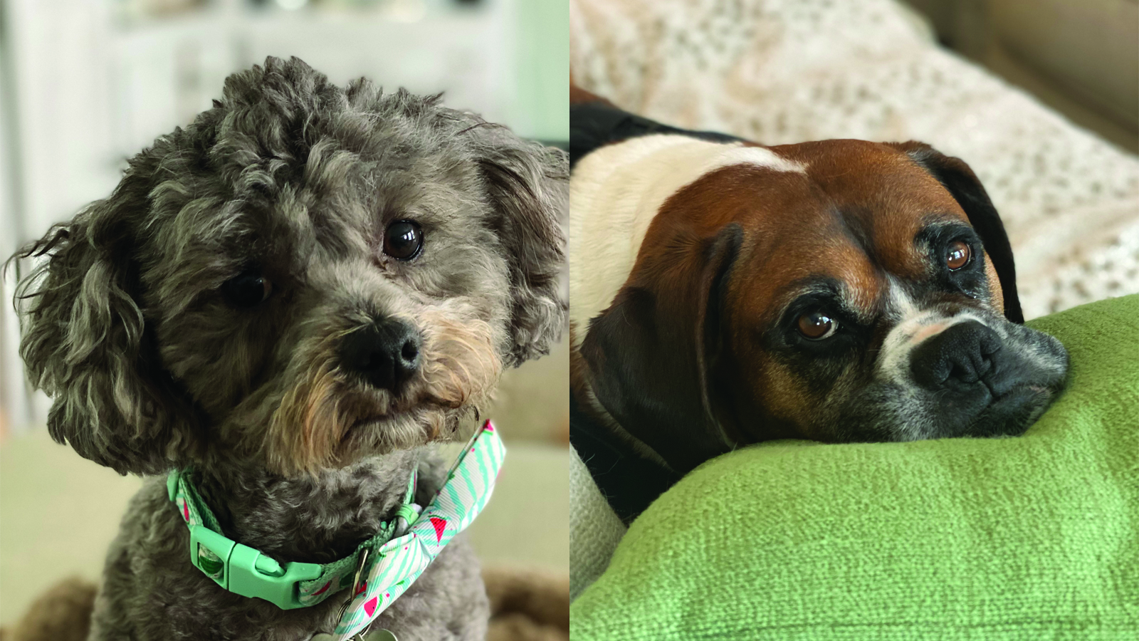 two dogs side by side