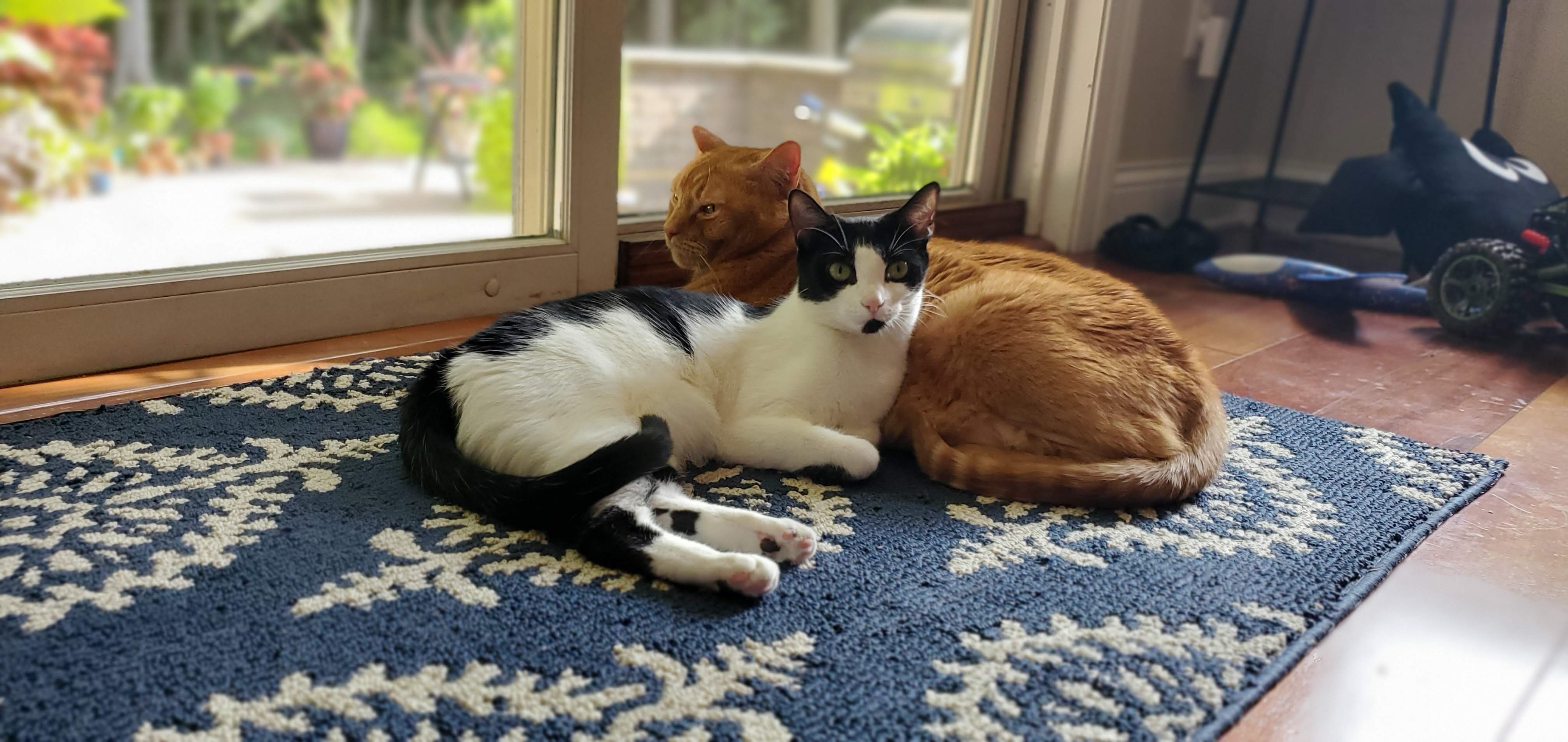 Two cats lying against each other in front of a window