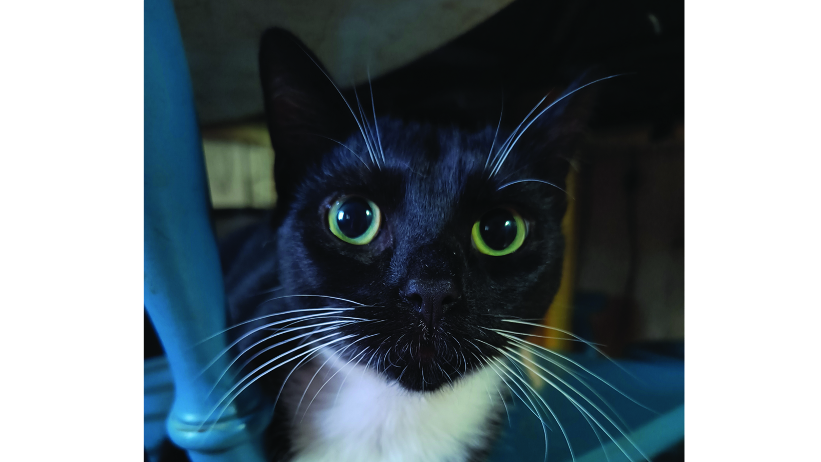 close up of a black and white cat