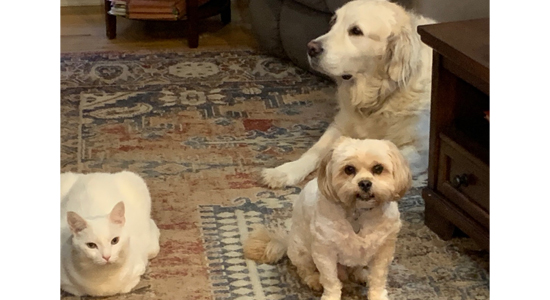 A cat and two dogs, all white, sitting on a floor