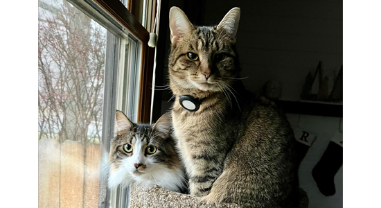 two cats lying on the arm of a couch near a window