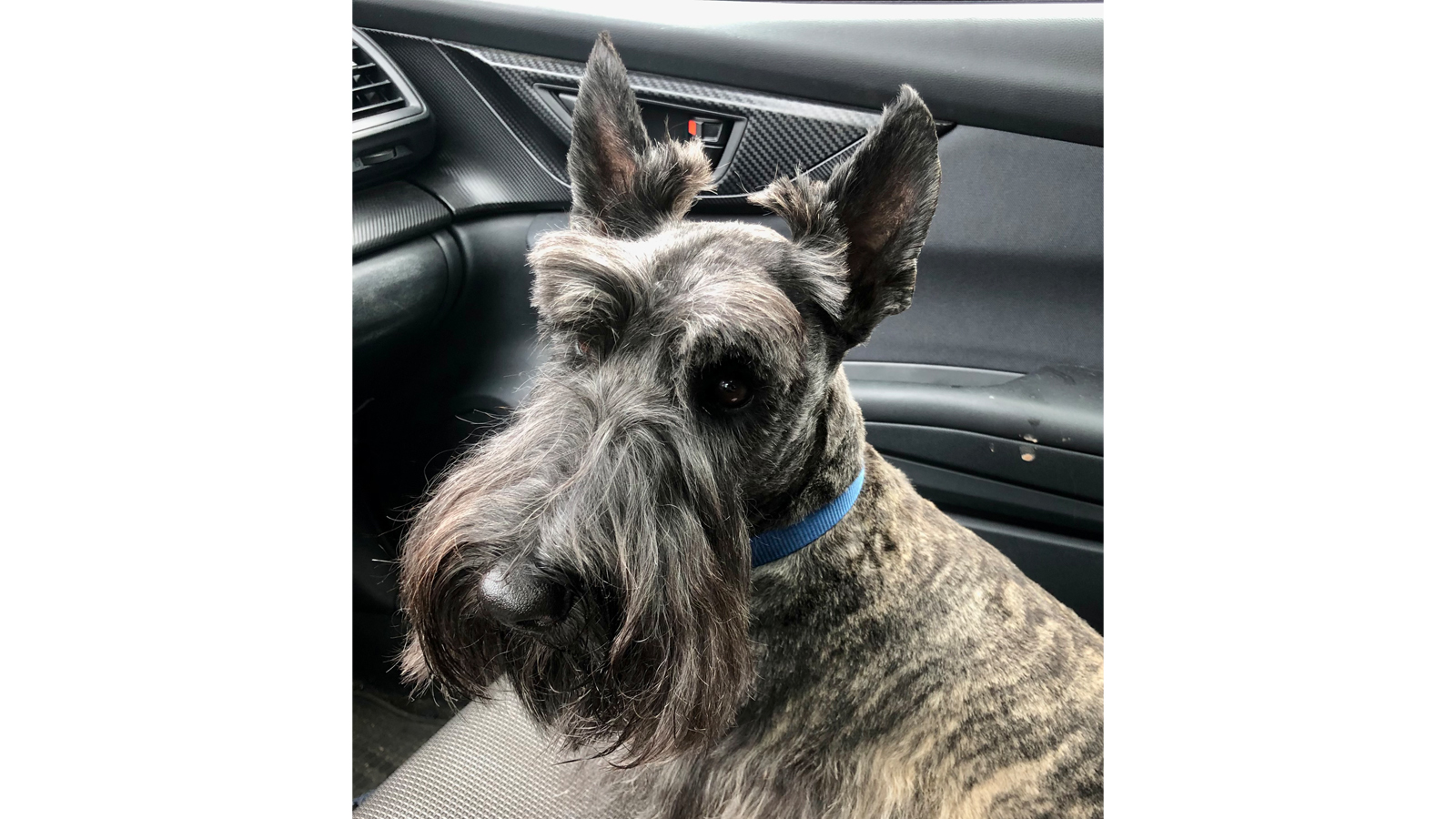 dog sitting in a car seat