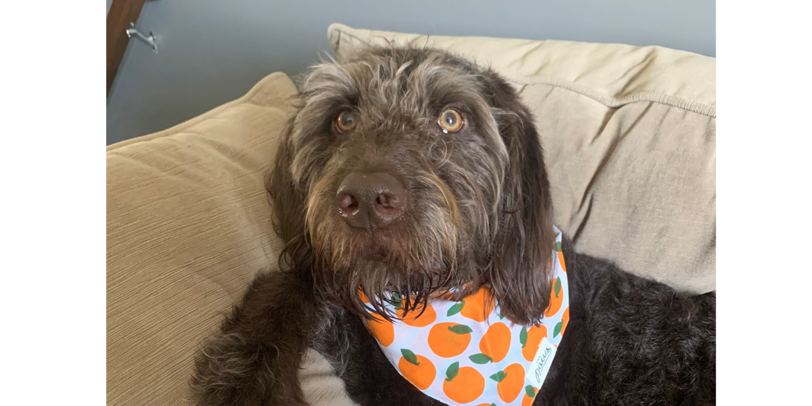 dog lying on couch with a bandana scarft