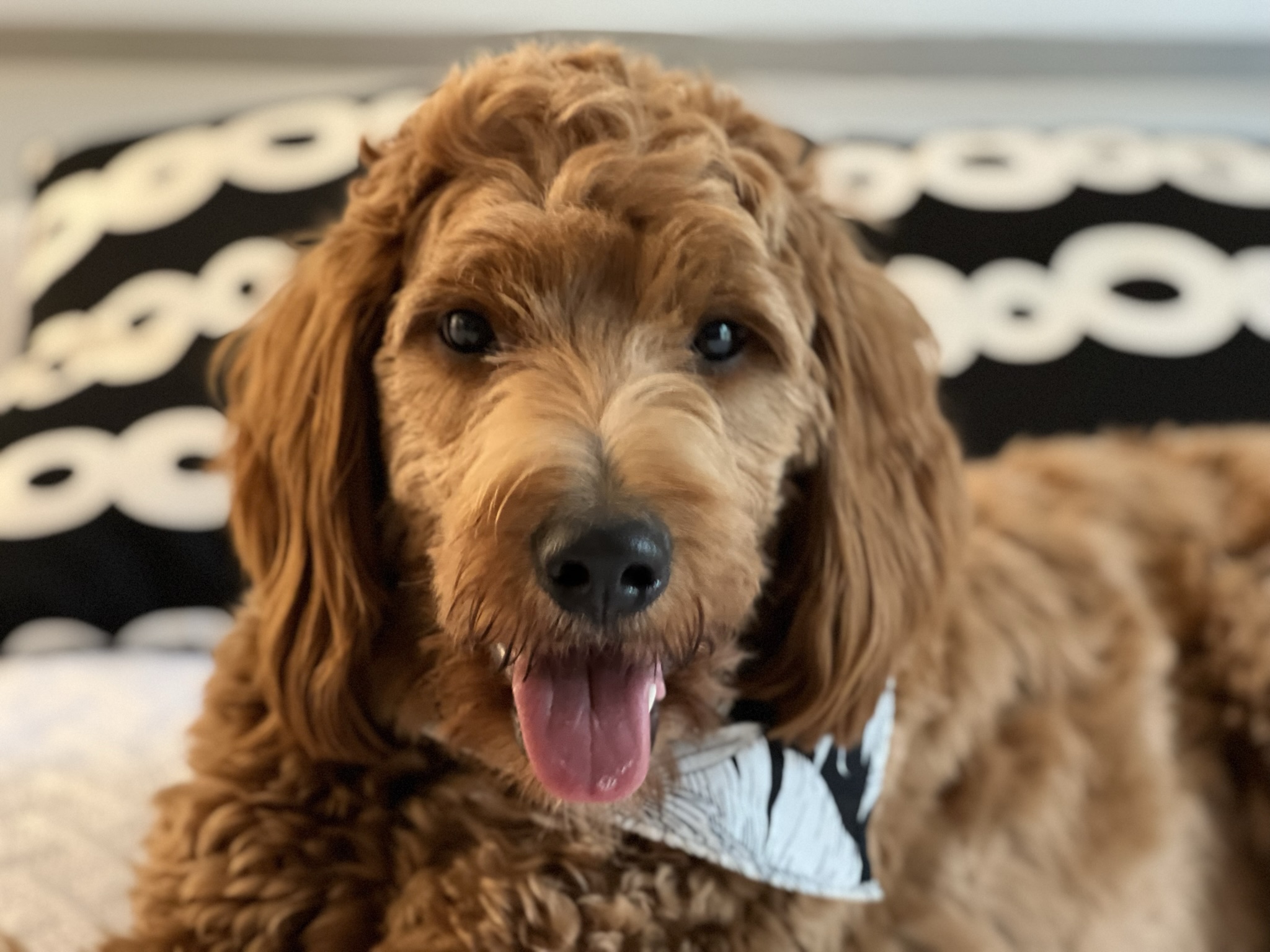 brown dog lying on rug with a bandana scarf