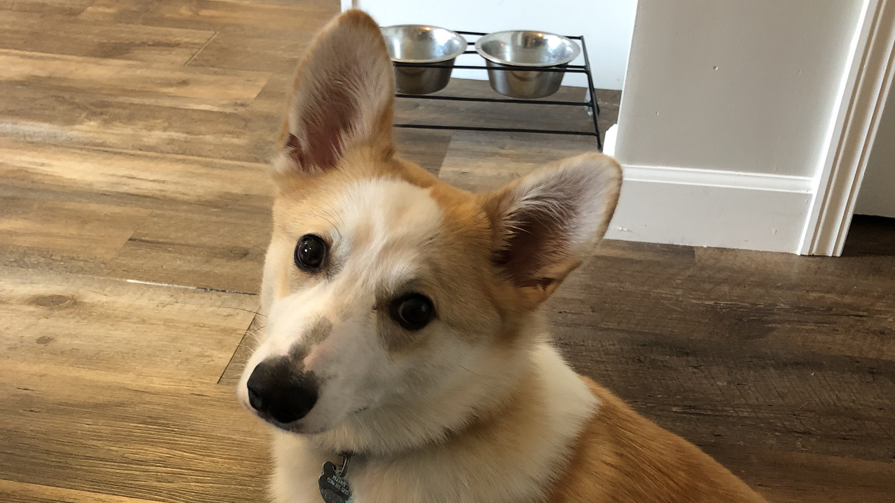 white and brown dog