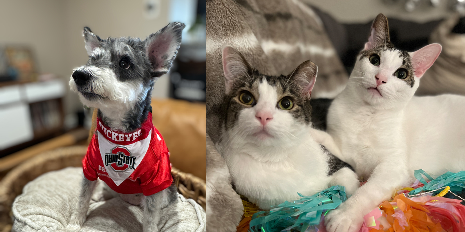 dog wearing Ohio State clothes on the left and two cats on the right