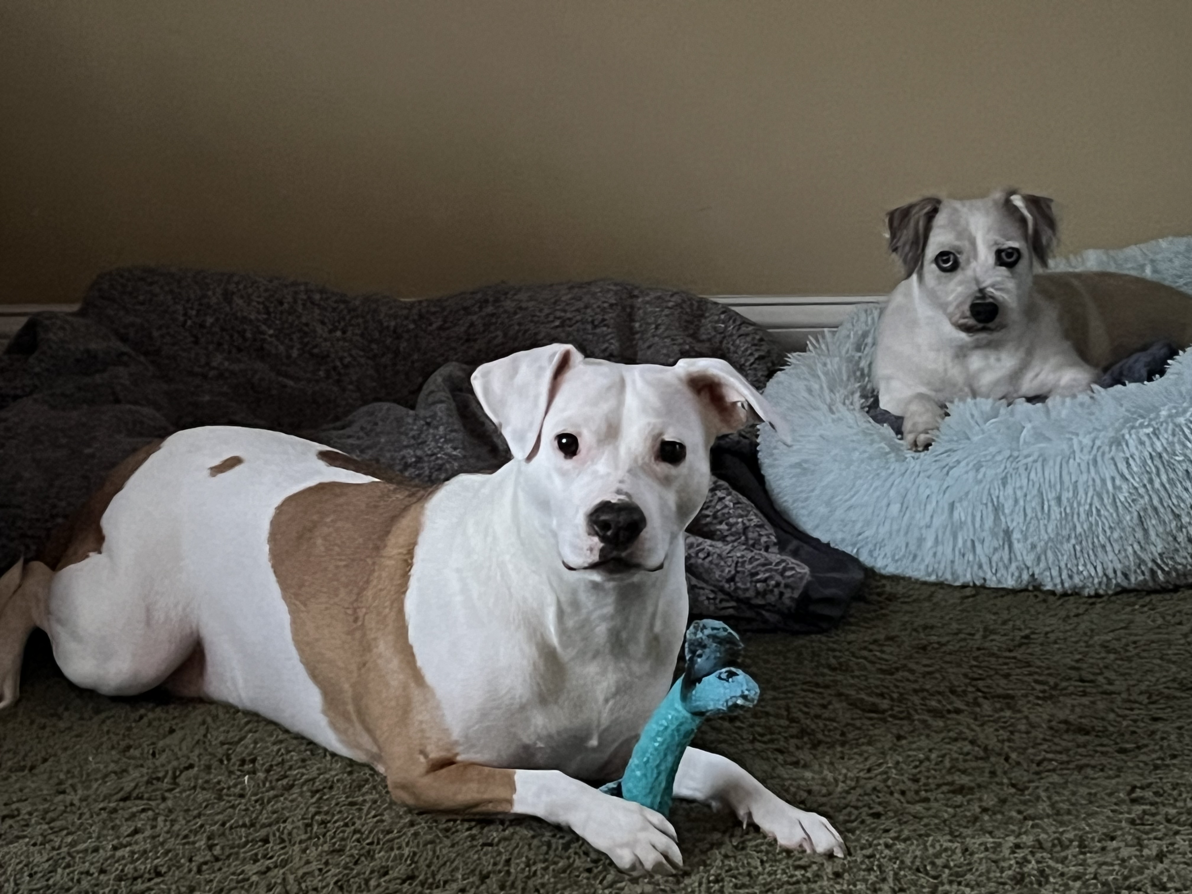 dog in foreground playing with a toy while dog in background lays in a dog bed