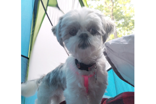 small dog in an outdoor tent