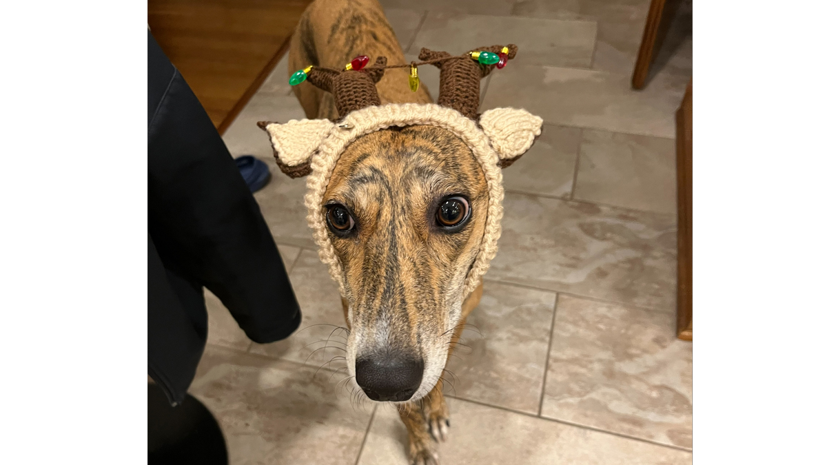 dog wearing a reindeer ears head band