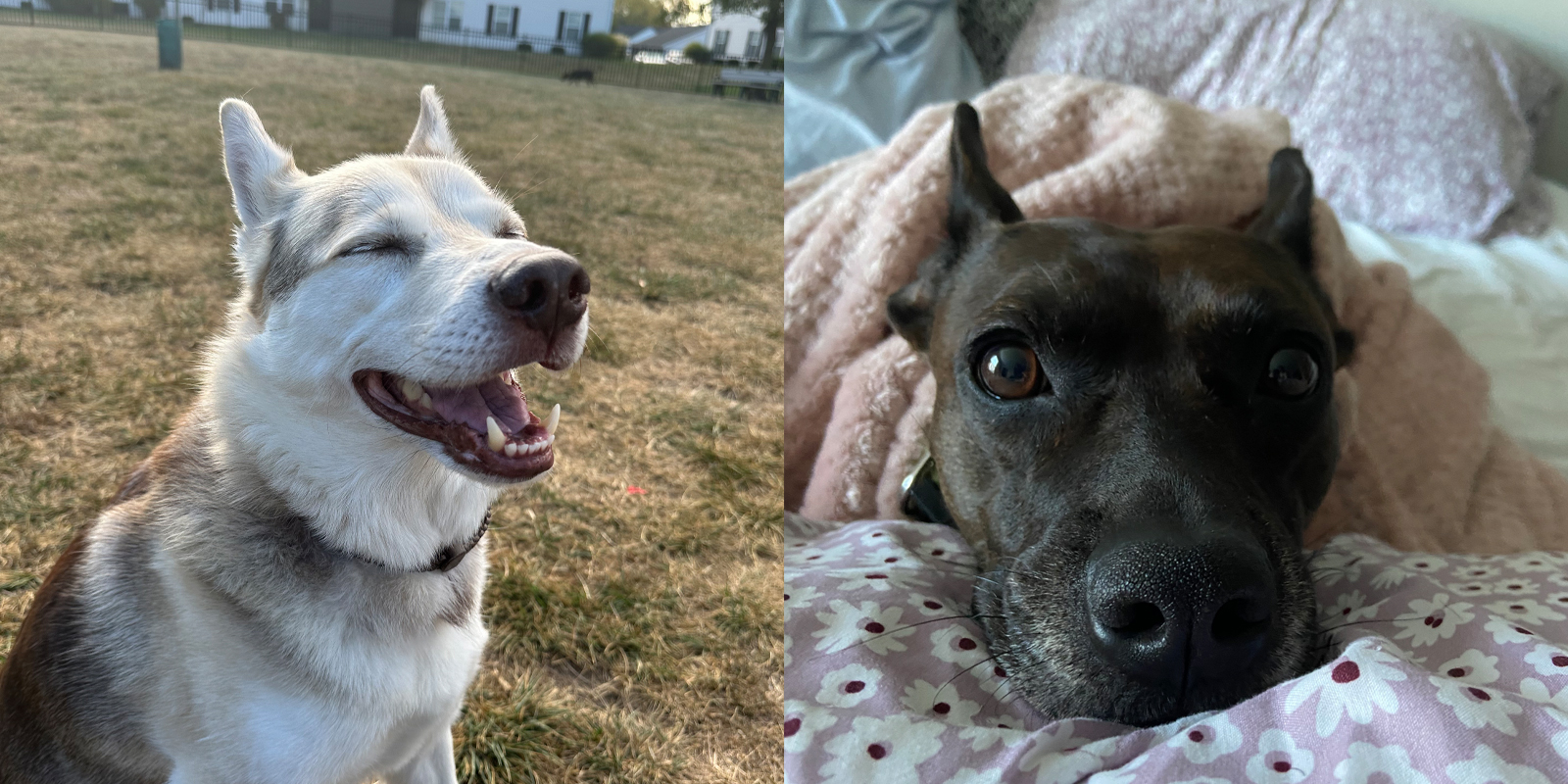 two dogs side by side